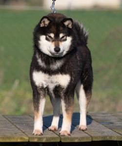 picture of dog