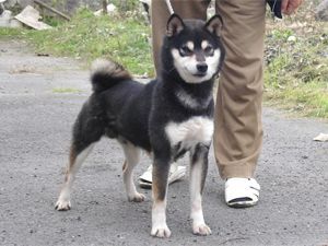 picture of dog