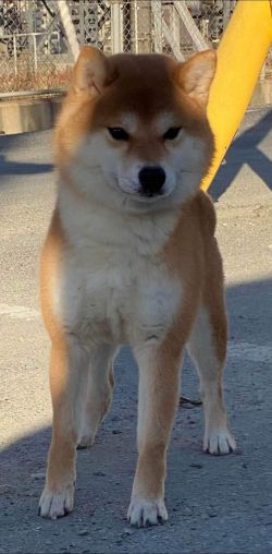 picture of dog