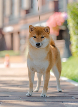 picture of dog