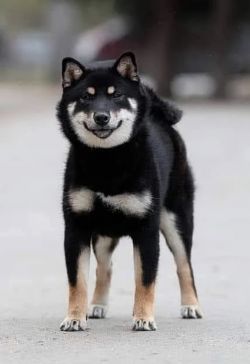 picture of dog