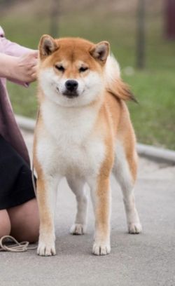 picture of dog