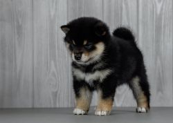 picture of dog