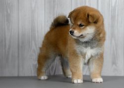 picture of dog