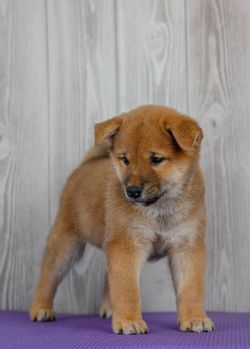 picture of dog