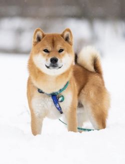 picture of dog