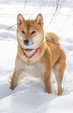 picture of dog