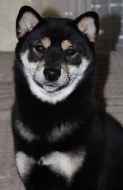 picture of dog