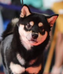 picture of dog
