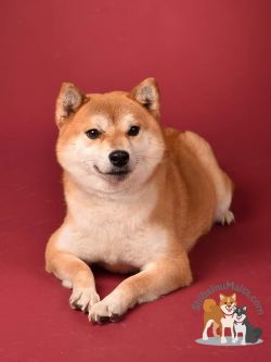 picture of dog