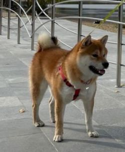 picture of dog
