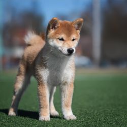 picture of dog