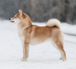 picture of dog