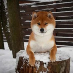 picture of dog