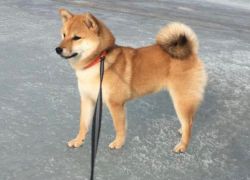 picture of dog