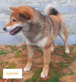picture of dog