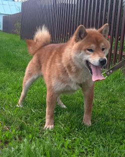 picture of dog