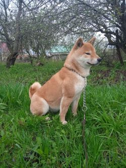 picture of dog