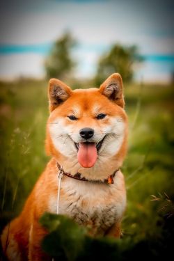 picture of dog
