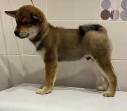 picture of dog