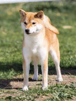picture of dog