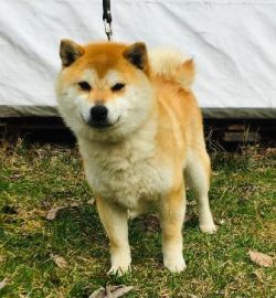 picture of dog