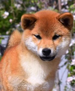 picture of dog