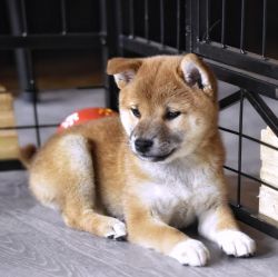picture of dog