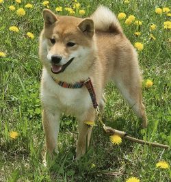 picture of dog