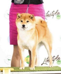 picture of dog