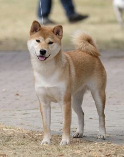 picture of dog
