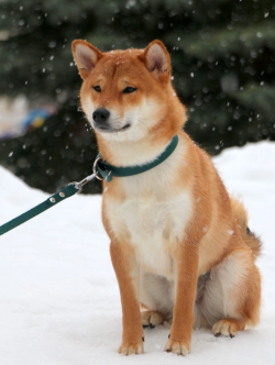 picture of dog