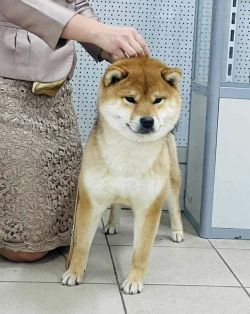 picture of dog