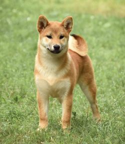 picture of dog