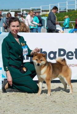 picture of dog