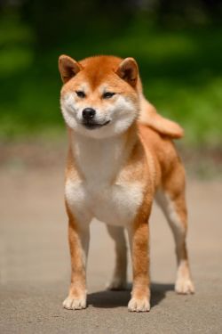 picture of dog
