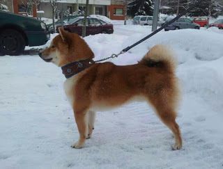 picture of dog