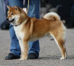 picture of dog