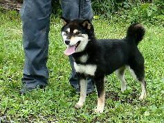 picture of dog