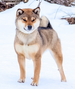 picture of dog