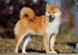 picture of dog