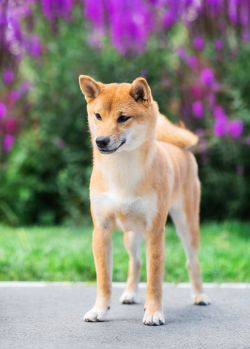 picture of dog