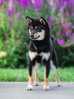 picture of dog