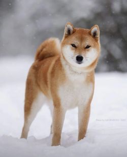 picture of dog