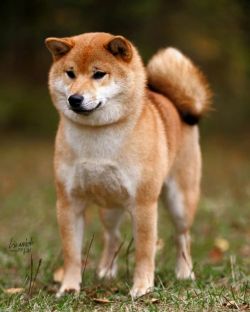 picture of dog
