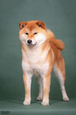 picture of dog