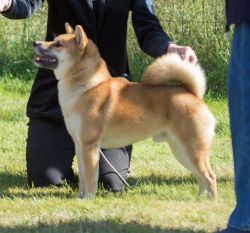 picture of dog