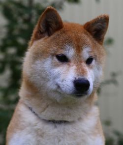 picture of dog