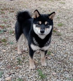 picture of dog