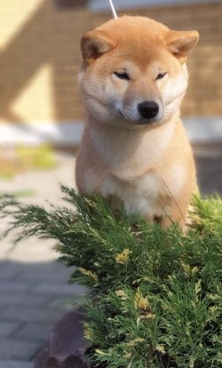 picture of dog